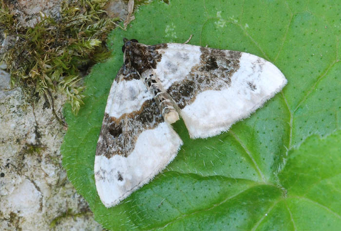 Geometridae- Monte Faverghera